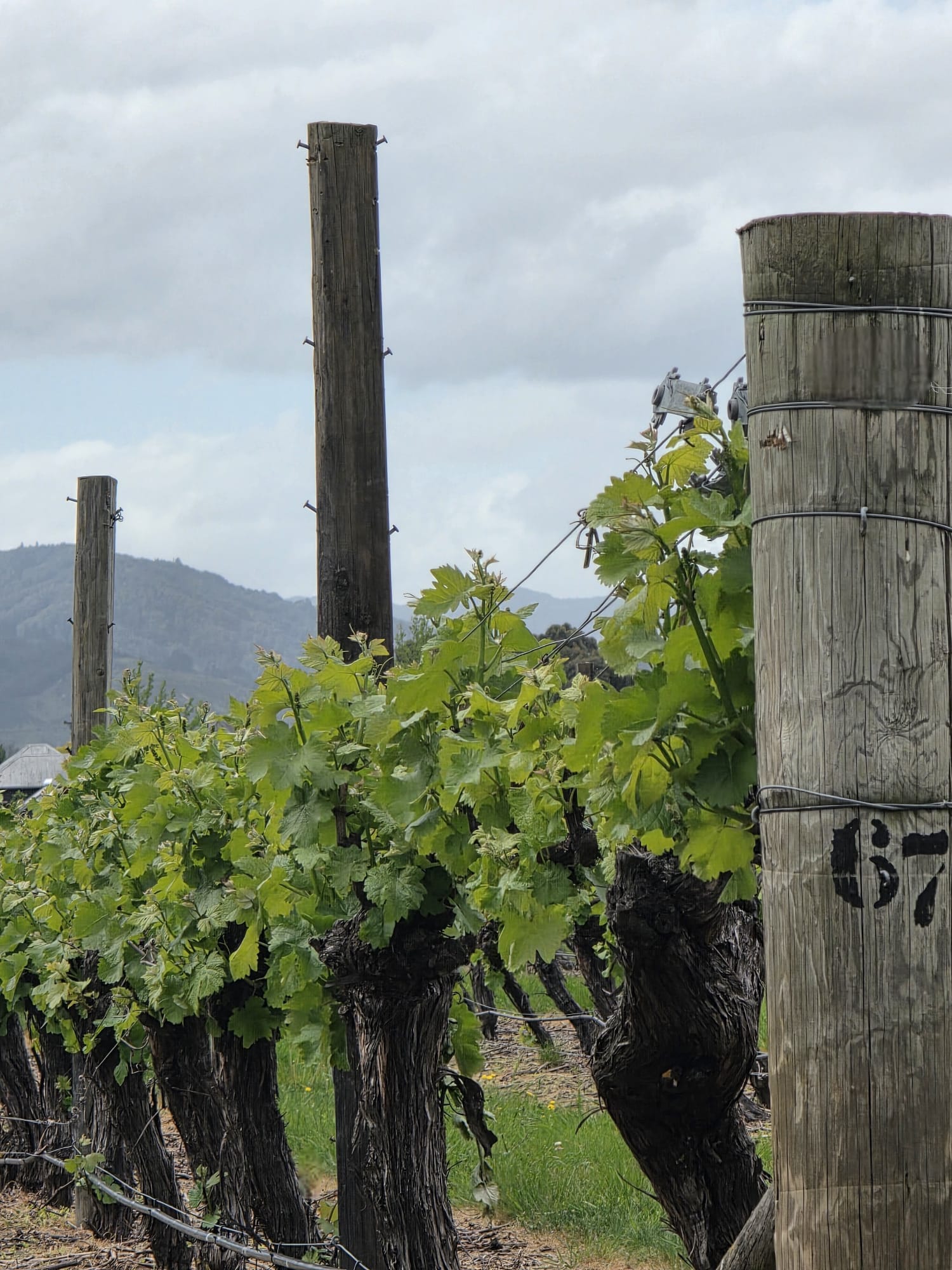 Robin Hood Bay vineyard rows in Marlborough